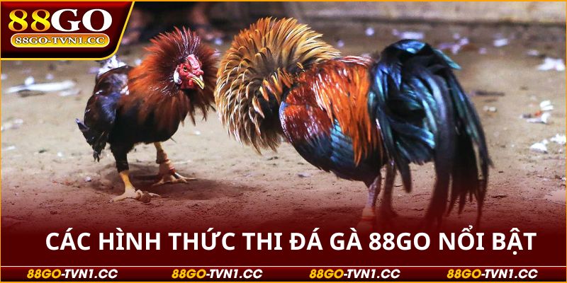 Đá gà 88GO